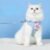 Flower Design Pet Harness & Leash Set – Double Buckle Dog & Cat Leash Kit