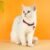 Madden Reflective Cat & Small Dog Collar – Adjustable with Bell, 8 Colors